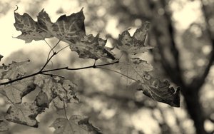 SQL优化